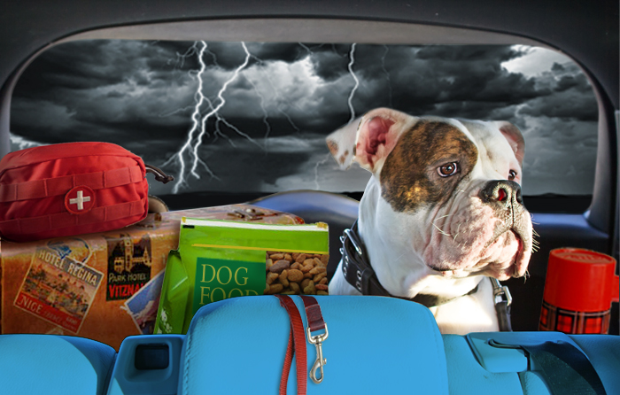 Pet Emergency Preparedness Pet Emergency Preparedness