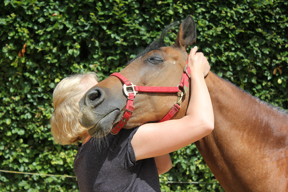 physicaltherapyforhorseExerciseandregenerationforhorseswomanisworkingwithhorsefortherapy Emergency Preparation Info For Horse Owners